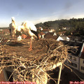 08_55-nest.jpg