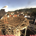 09_00-nest.jpg