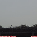 09_10-mast.jpg
