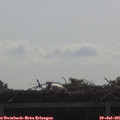 09_50-mast.jpg
