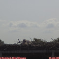 09_55-mast.jpg