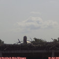 10_00-mast.jpg