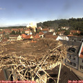10_50-nest.jpg