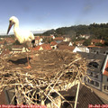 10_55-nest.jpg