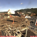 11_00-nest.jpg