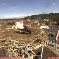 11_15-nest.jpg