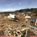 11_20-nest.jpg