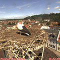 11_25-nest.jpg