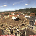 11_30-nest.jpg