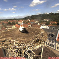 11_35-nest.jpg