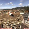 11_40-nest.jpg