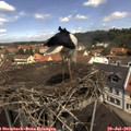 11_45-nest.jpg