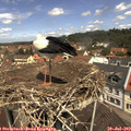 11_50-nest.jpg