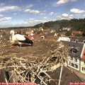 11_55-nest.jpg