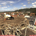 12_00-nest.jpg
