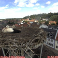 12_10-nest.jpg