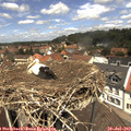 12_35-nest.jpg