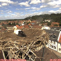 12_40-nest.jpg
