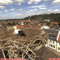 12_45-nest.jpg