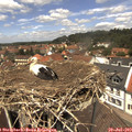 12_50-nest.jpg