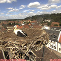 13_00-nest.jpg