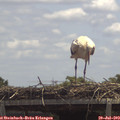 13_10-mast.jpg