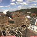 13_10-nest.jpg