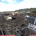 13_45-nest.jpg