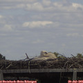13_50-mast.jpg