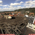 13_50-nest.jpg