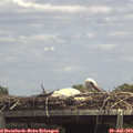 14_00-mast.jpg