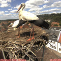 14_15-nest.jpg