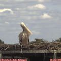 14_30-mast.jpg