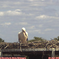 14_35-mast.jpg