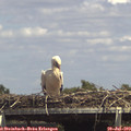 14_40-mast.jpg