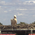 14_45-mast.jpg
