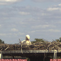 14_50-mast.jpg