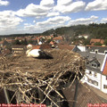14_50-nest.jpg