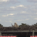 14_55-mast.jpg