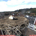 14_55-nest.jpg