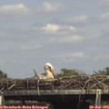 15_00-mast.jpg