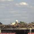 15_10-mast.jpg