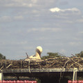 15_15-mast.jpg