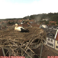 15_20-nest.jpg