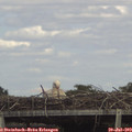 15_25-mast.jpg