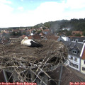 15_25-nest.jpg