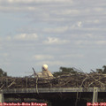 15_30-mast.jpg