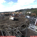 15_30-nest.jpg