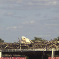 15_40-mast.jpg