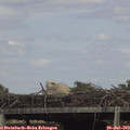 15_45-mast.jpg